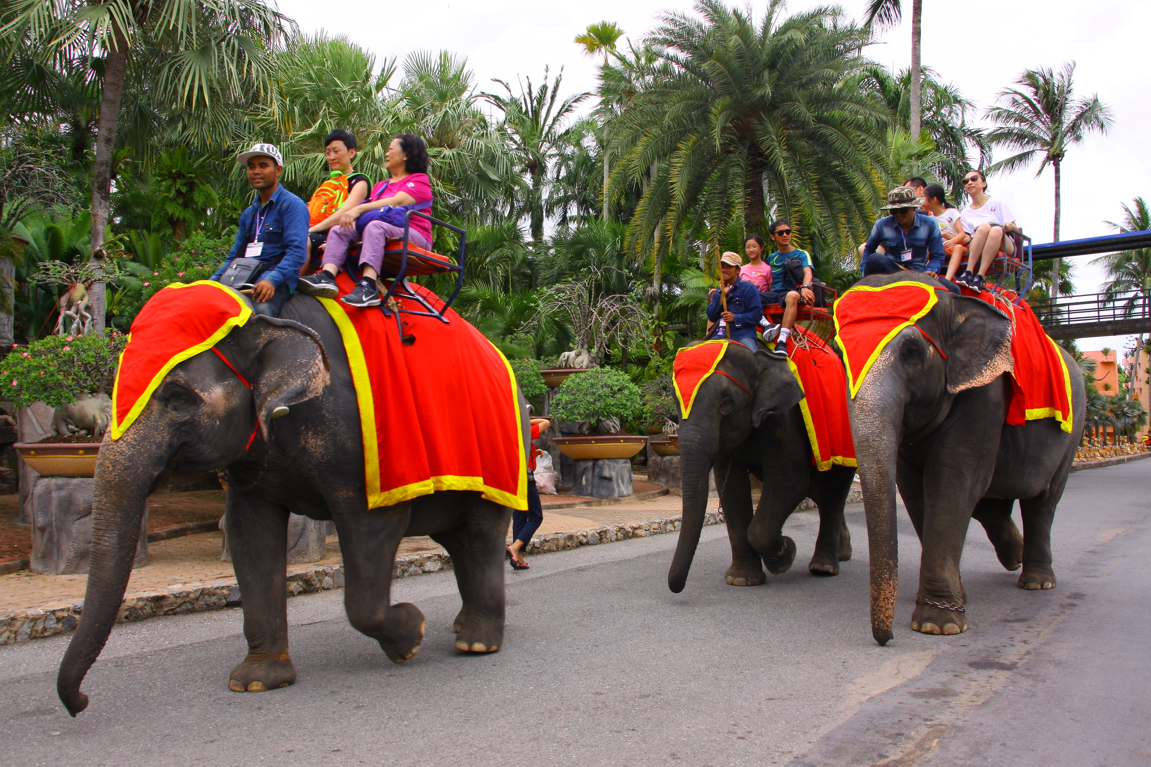 ELEPHANT RIDING