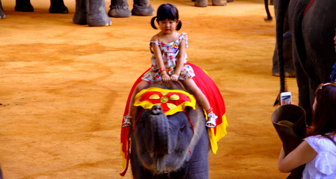 การแสดงศิลปวัฒนธรรมไทยร่วมสมัย กับ การแสดงช้างแสนรู้
