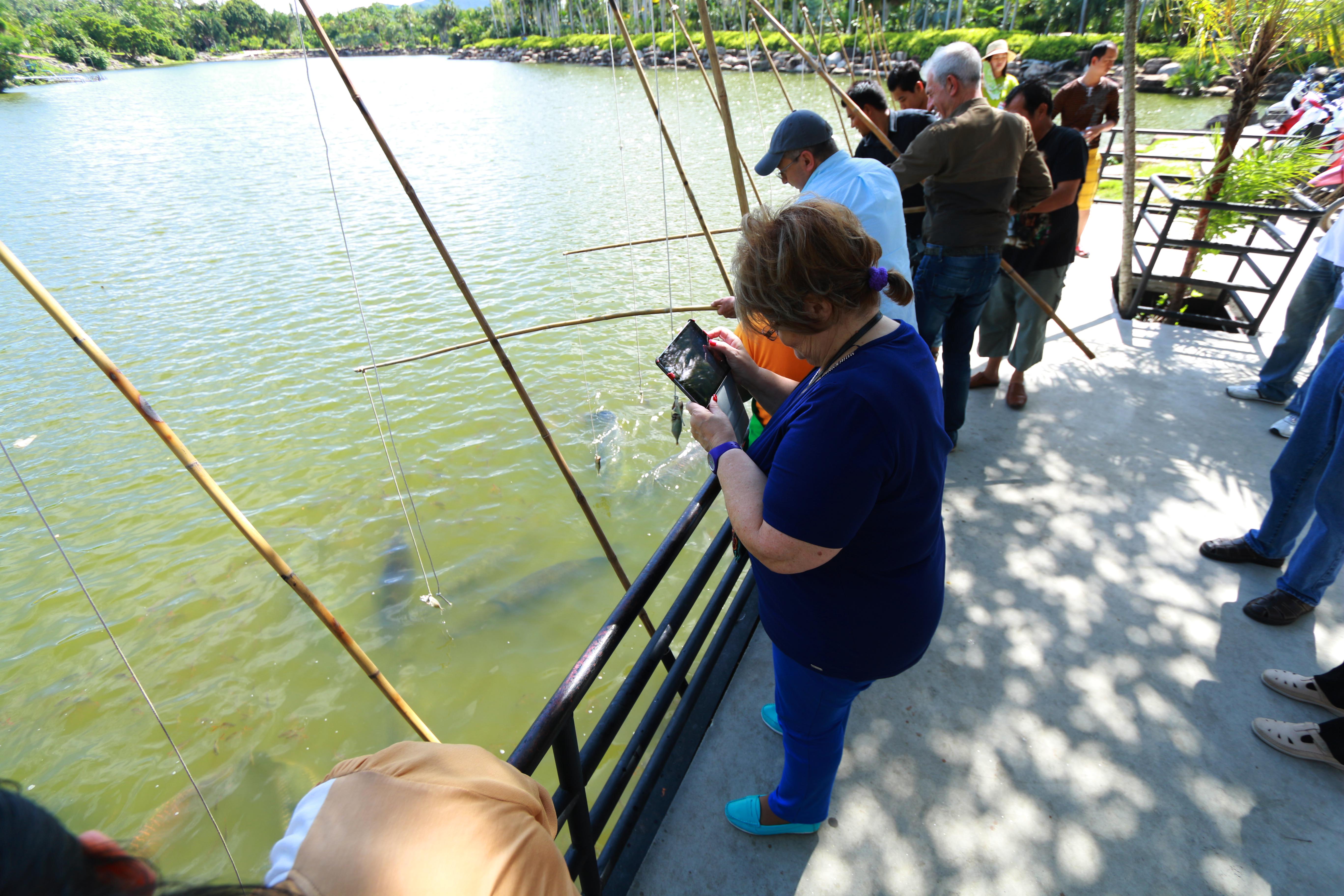 ให้อาหารปลา Arapaima gigas