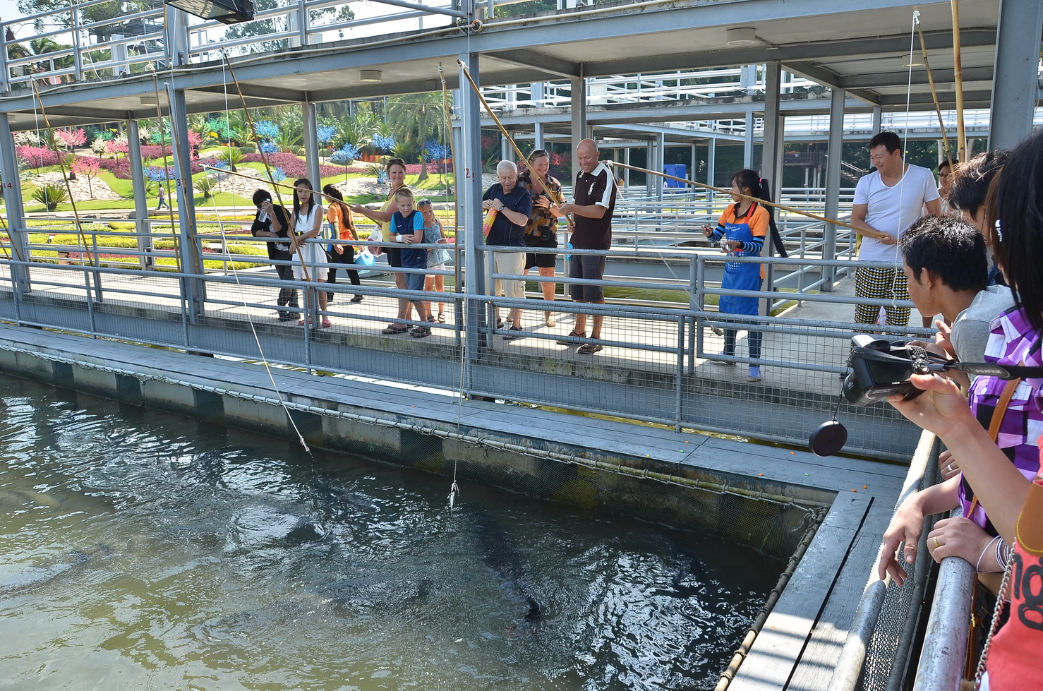 FEEDING ARAPAIMA