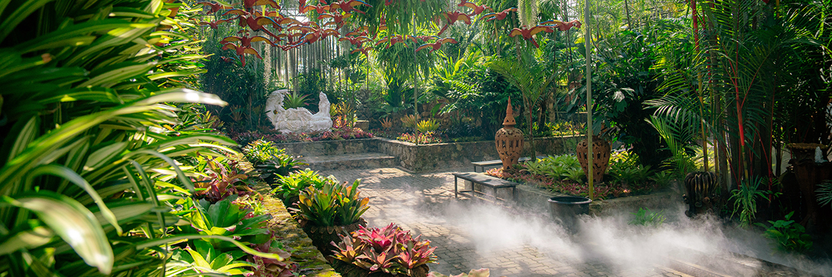 Bromeliad display garden